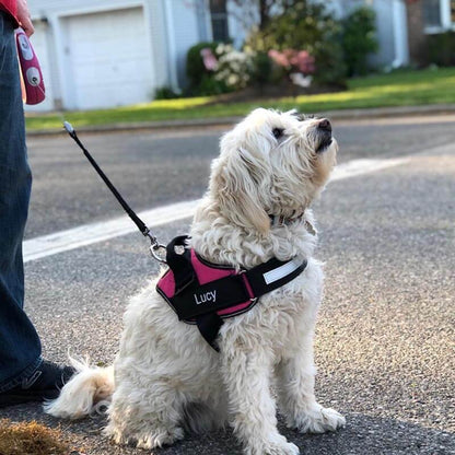 SweetPaws™ No-Pull Paw Harness