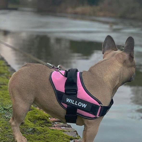 SweetPaws™ No-Pull Paw Harness